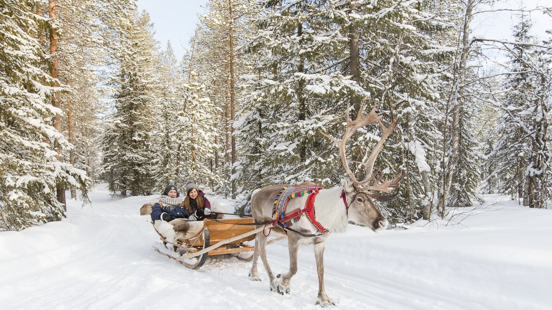 Rentierschlittenfahrt Rovaniemi